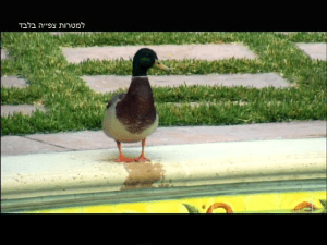 ברווז, לה לה לנד 2